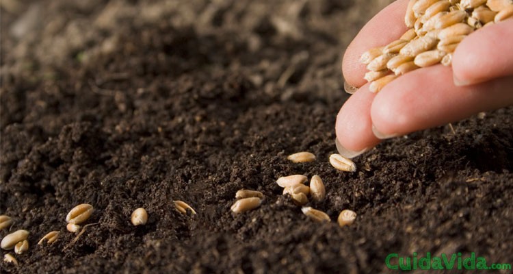 Los Sorprendentes Beneficios Nutricionales De Las Semillas Cuida Tu Vida